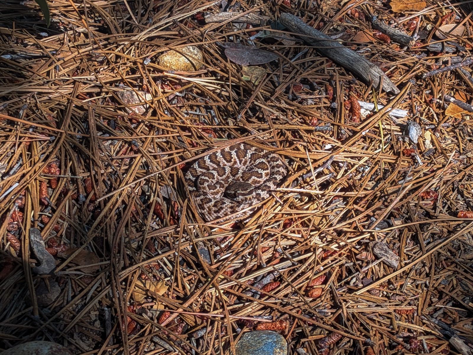 Juvenile Pacific Gopher Snake